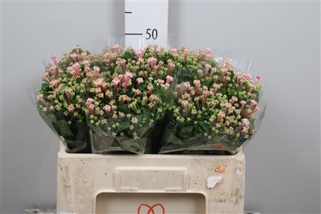 <h4>Bou En Pink Jewel</h4>