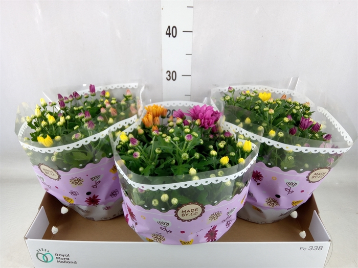 <h4>Chrysanthemum   ..mix/pot</h4>