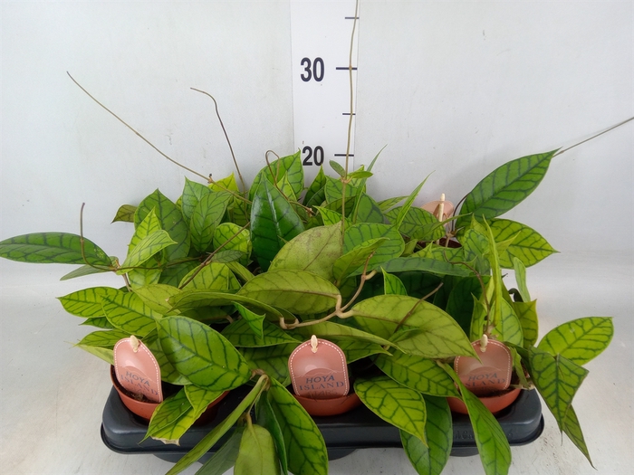 <h4>Hoya callistophylla 'KAL 16'</h4>