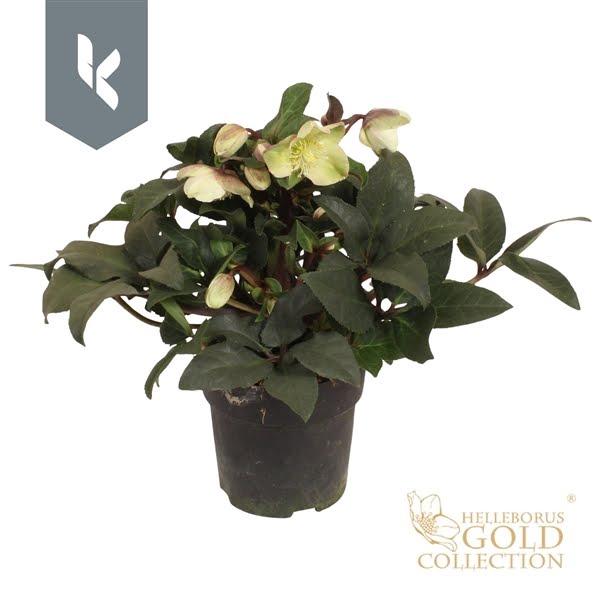 <h4>HGC Helleborus Marlon</h4>