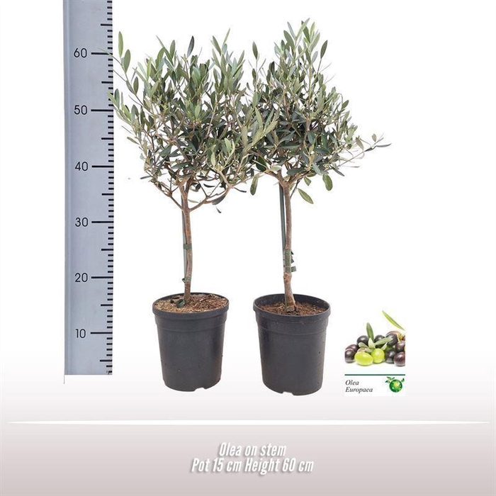 <h4>Olea europaea</h4>