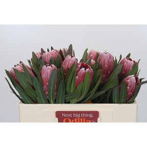 Protea Pink Ice
