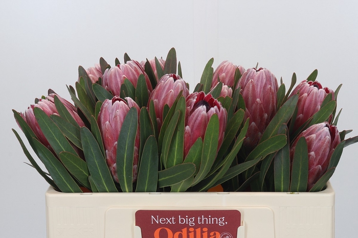 <h4>Protea Pink Ice</h4>
