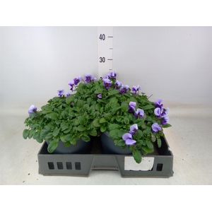 Viola corn. 'Evo Mini Violet Beaco'