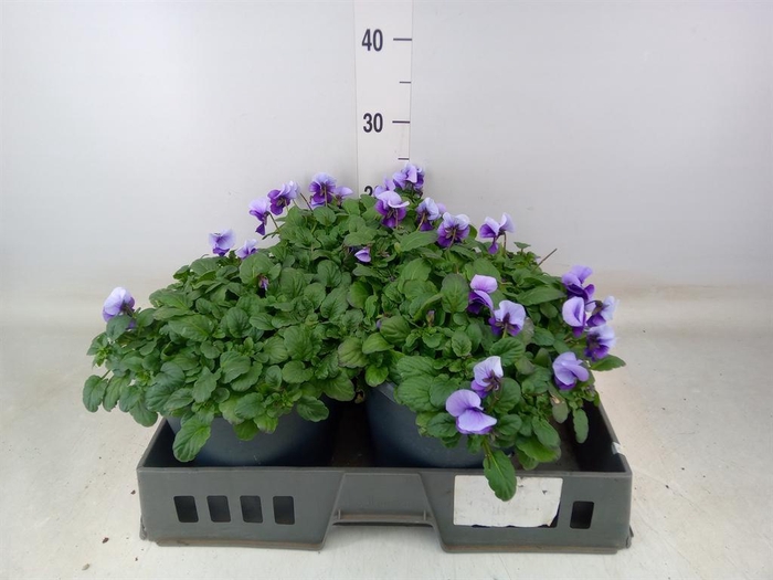 <h4>Viola corn. 'Evo Mini Violet Beaco'</h4>