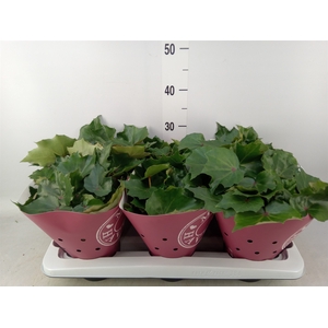 Begonia BD 'Rubi Verde'