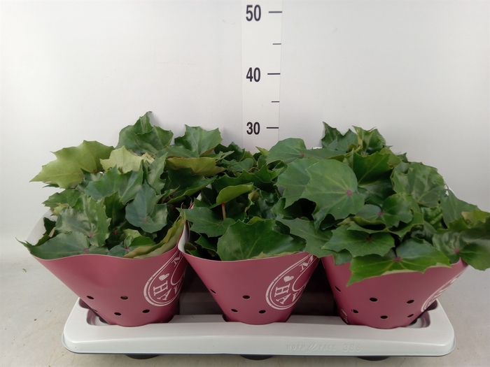 <h4>Begonia BD 'Rubi Verde'</h4>