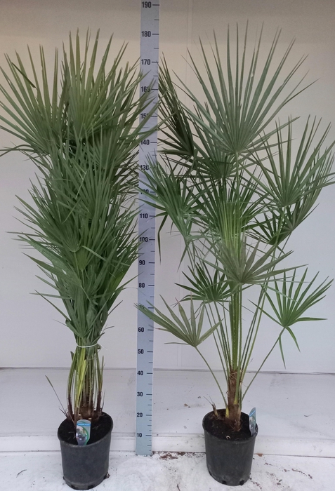 <h4>CHAM HUMILIS</h4>