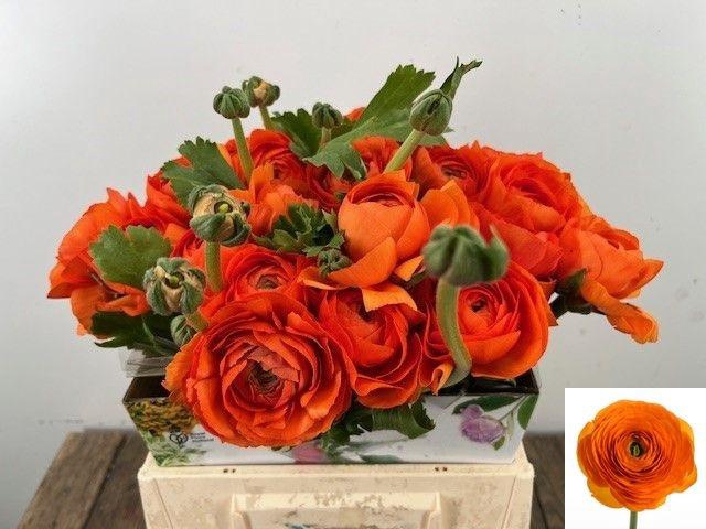 <h4>RAN SU LAMBADA</h4>