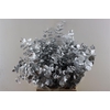 Euca Cinerea Antique Gold P Bunch