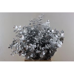 Euca Cinerea Silver P Bunch