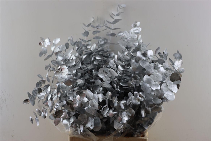 <h4>Euca Cinerea Silver P Bunch</h4>