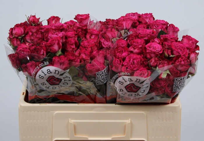 <h4>RS TR ROYAL MAGIC</h4>