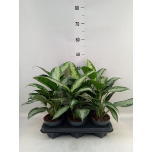 Aglaonema  'Jubilee'