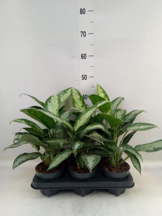 <h4>Aglaonema  'Jubilee'</h4>