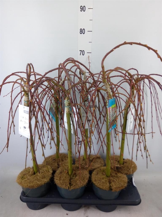 <h4>Salix caprea 'Kilmarnock'</h4>