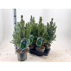 PICEA GL DECEMBER P17