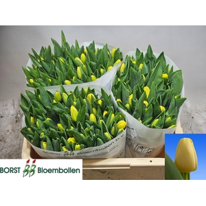 TU EN ANTARCTICA SUN