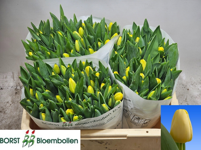 <h4>TU EN ANTARCTICA SUN</h4>