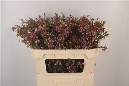 <h4>Chamelaucium Adi Pink</h4>