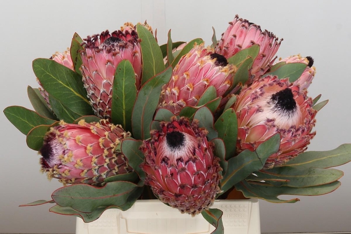 <h4>Protea Barbigera Air</h4>