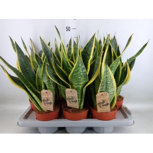 Sansevieria trifa. 'Futura Superba'
