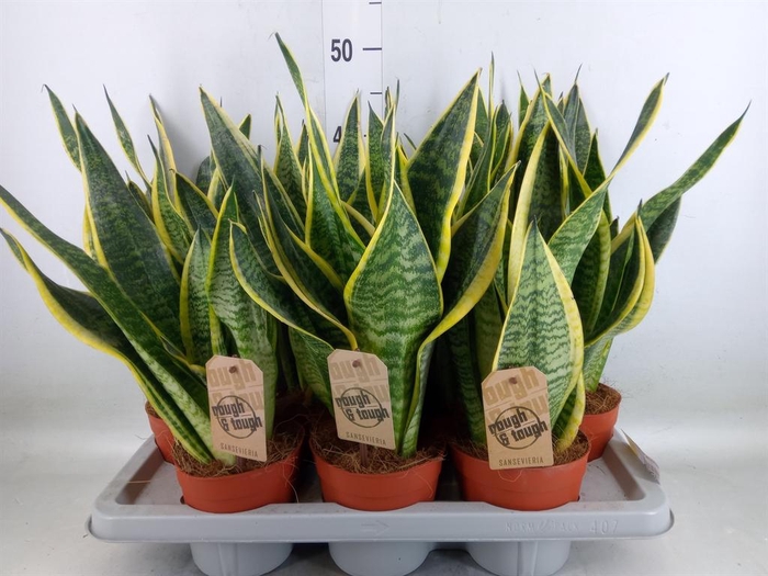 <h4>Sansevieria trifa. 'Futura Superba'</h4>