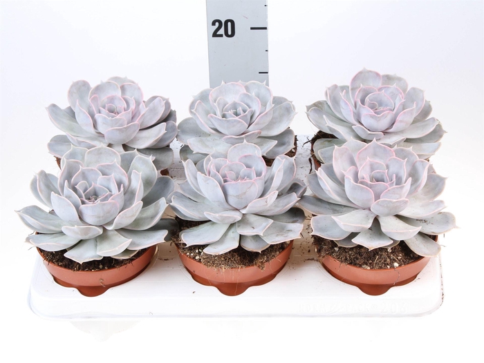 <h4>Echeveria lilacina</h4>