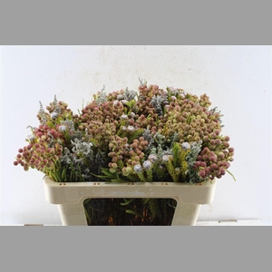 Kaaps Groen Gemengd In Bos