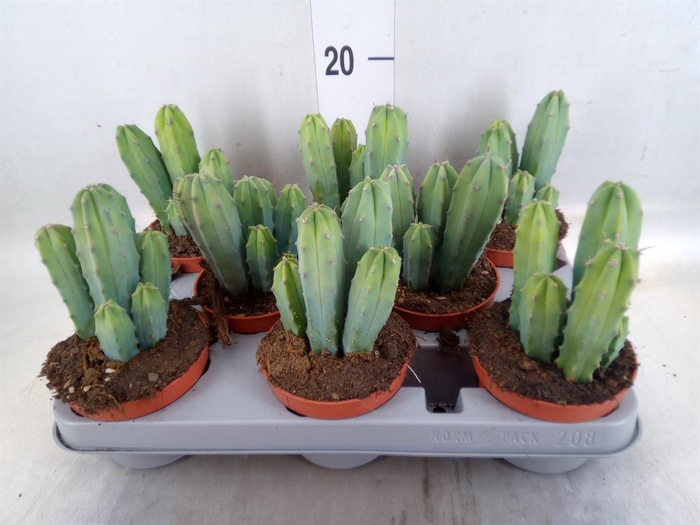 <h4>Cereus   ...</h4>