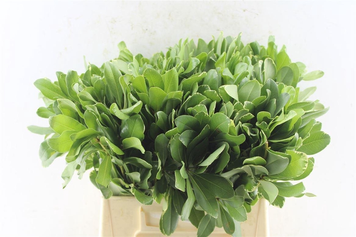 <h4>Pittosporum Ilan Gt</h4>