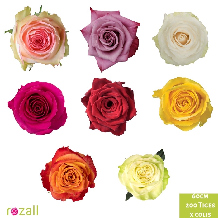 <h4>Colis Roses Assorti 50cm x 200 Tiges </h4>