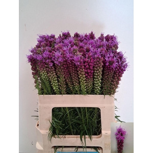 Liatris Spicata