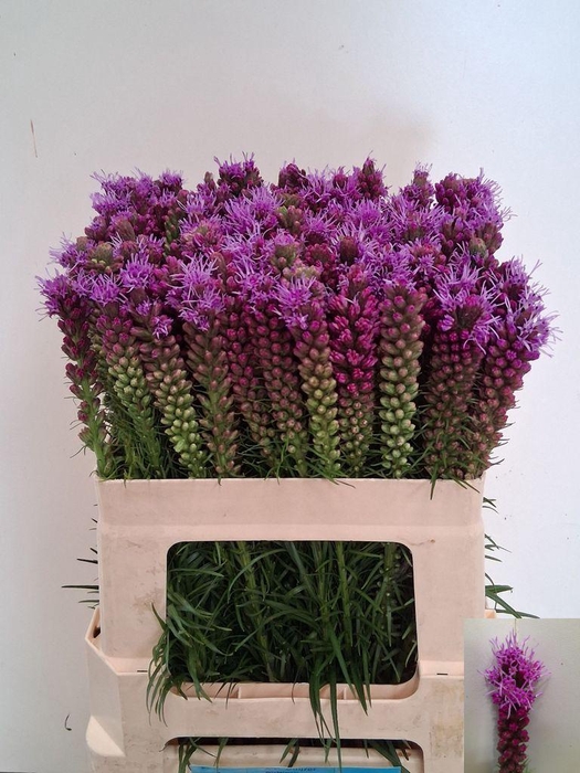 <h4>Liatris Spicata</h4>
