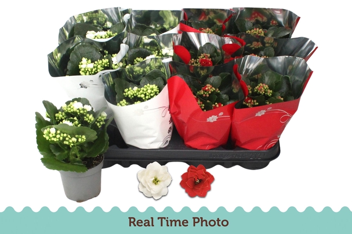 <h4>KAL GE GEM 2 KL</h4>