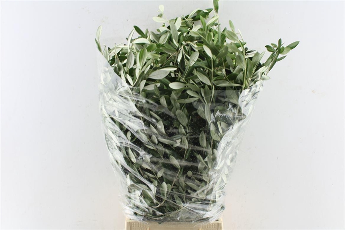 <h4>Olijf 300 Gram</h4>