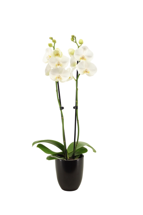 <h4>Hugo Black Phal Wit 2T14+</h4>