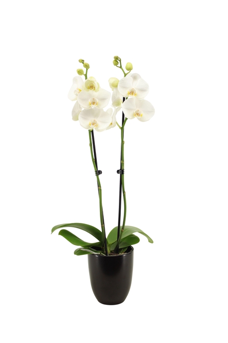 <h4>Hugo Black Phal Wit 2T14+</h4>