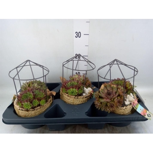 Arr.  Sempervivum L%