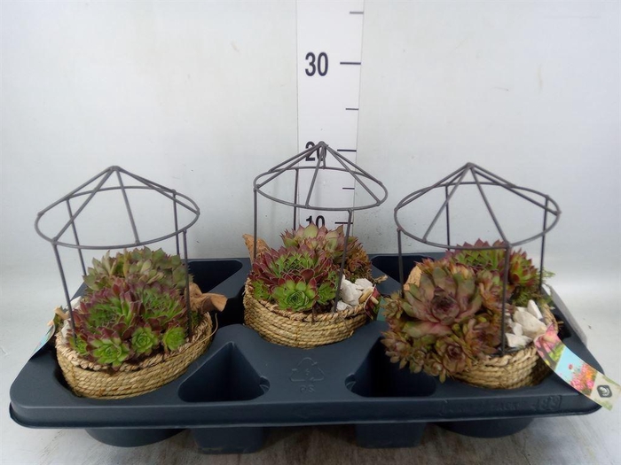 <h4>Arr.  Sempervivum L%</h4>