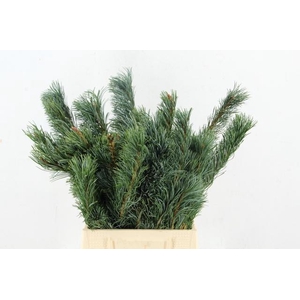 CONIFEER PINUS PARVI BUNCH