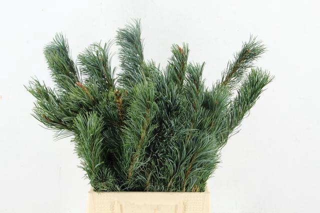 <h4>CONIFEER PINUS PARVI BUNCH</h4>