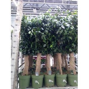 Ficus benja. 'Danielle'