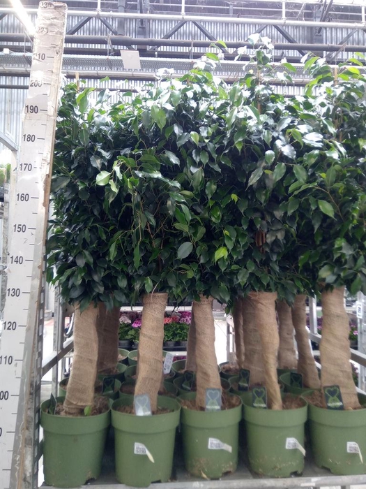 <h4>Ficus benja. 'Danielle'</h4>