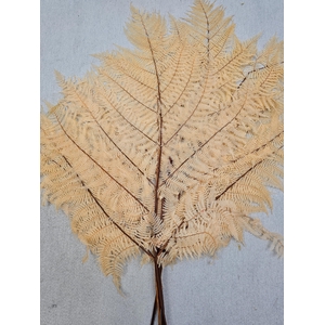 GESTABILISEERD VAREN MELOEN