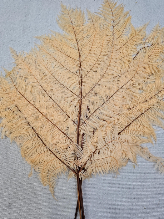 <h4>GESTABILISEERD VAREN MELOEN</h4>