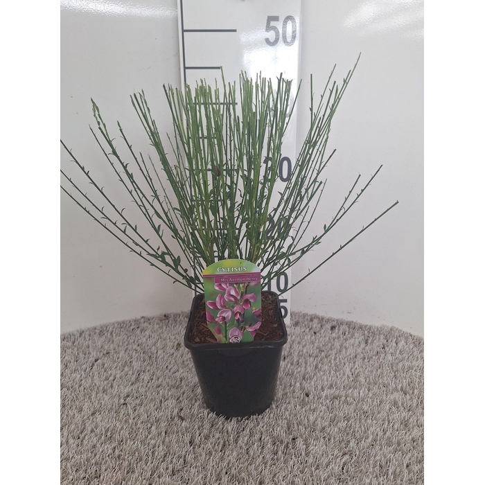 <h4>Cytisus overig</h4>