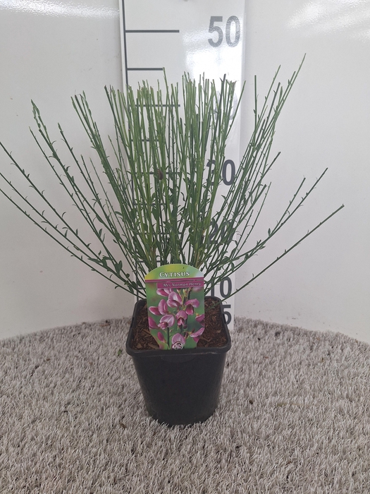 Cytisus overig