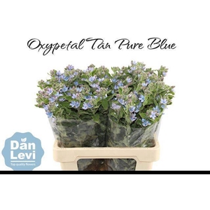 OXY CO TAN PURE BLU