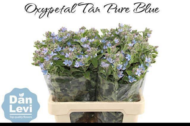 <h4>OXY CO TAN PURE BLU</h4>